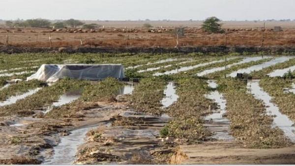 خسارت میلیونی باران پاییزه به محصولات کشاورزی در خاتم