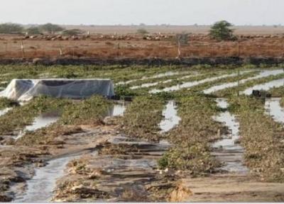 خسارت میلیونی باران پاییزه به محصولات کشاورزی در خاتم