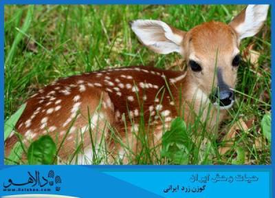 حیات وحش، گوزن زرد ایرانی